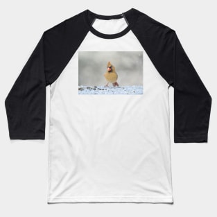 Curious Cardinal Baseball T-Shirt